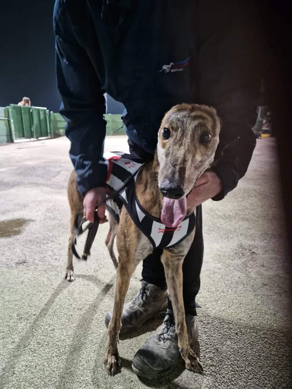 Racing champion greyhound ANOTHER BOXCAR - DB Racing Syndicate runner at Nottingham Greyhound Stadium