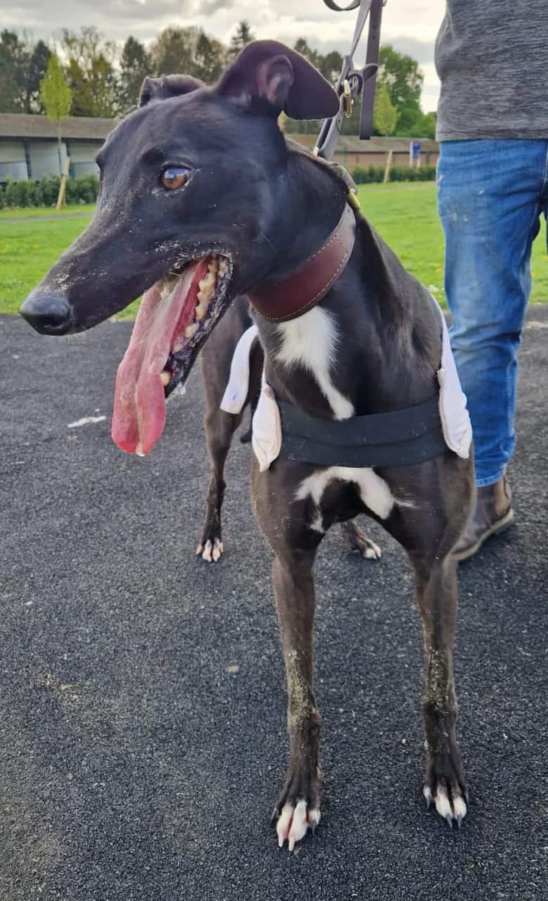 Racing champion greyhound HARDY BUCKO - DB Racing Syndicate runner at Nottingham Greyhound Stadium