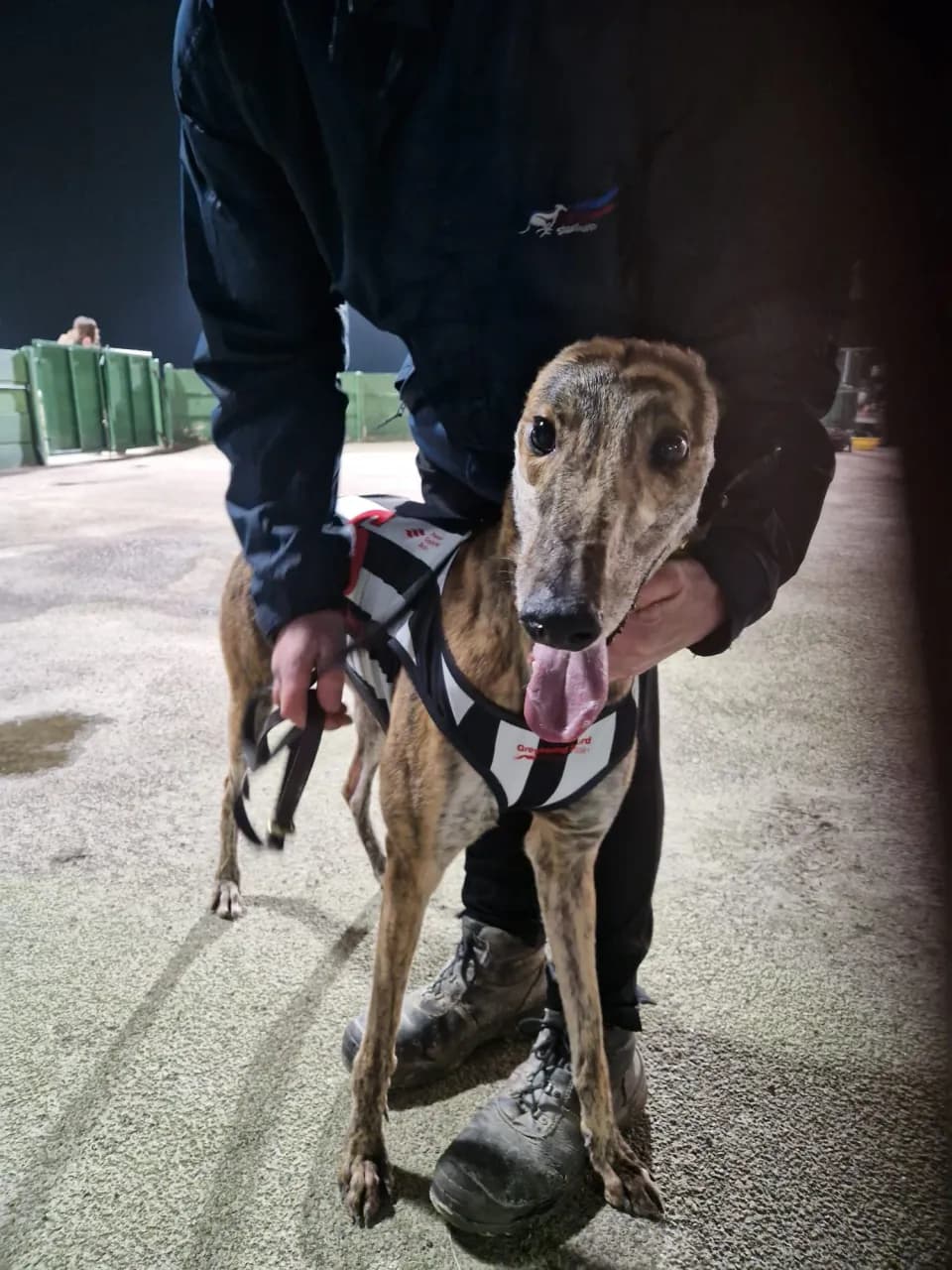 Racing champion greyhound ANOTHER BOXCAR - DB Racing Syndicate runner at Nottingham Greyhound Stadium