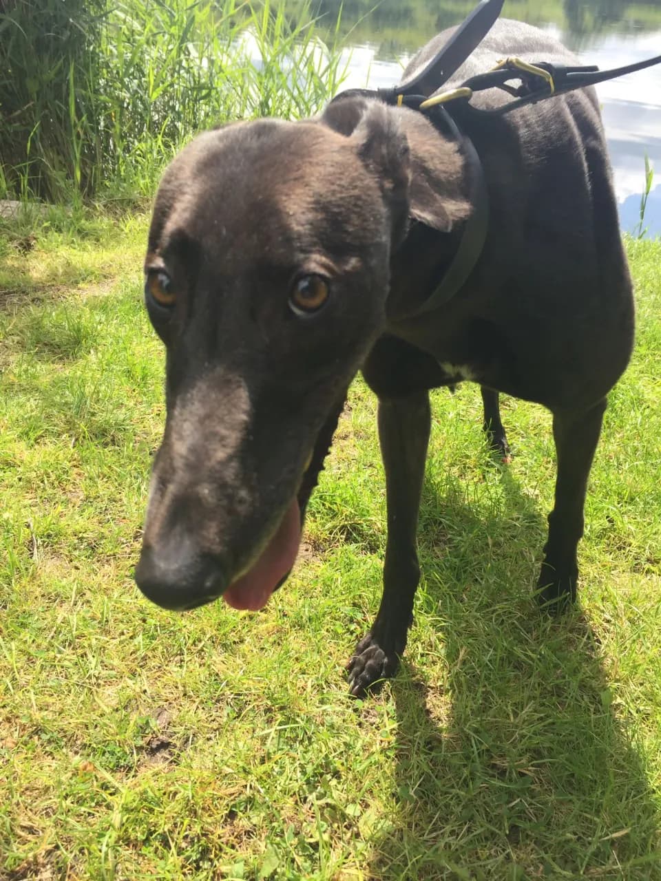 Racing champion greyhound ANTIGUA CORAL - DB Racing Syndicate runner at Nottingham Greyhound Stadium