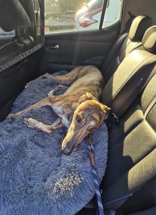 A beautiful racing greyhound resting during a comfortable car ride with DB Racing Syndicate after training