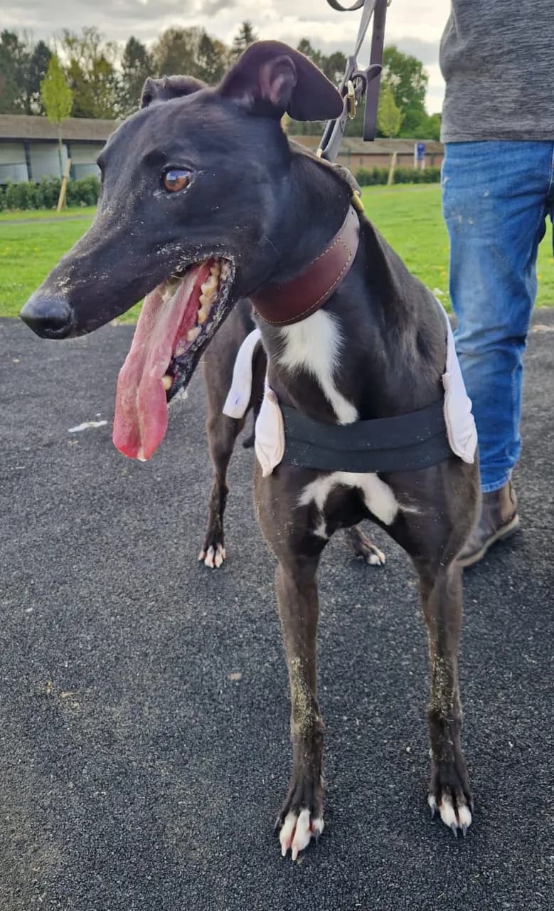Racing champion greyhound HARDY BUCKO - DB Racing Syndicate runner at Nottingham Greyhound Stadium