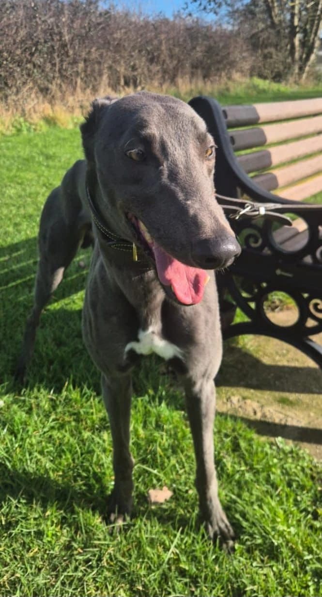 Racing champion greyhound LEO THE YANK - DB Racing Syndicate runner at Nottingham Greyhound Stadium