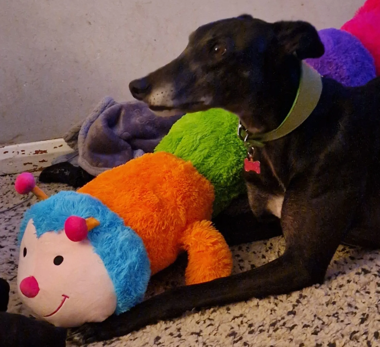 Noelles Milano, a calm retired black greyhound, at home with her toy, demonstrating DB Racing's ethical rehoming program status