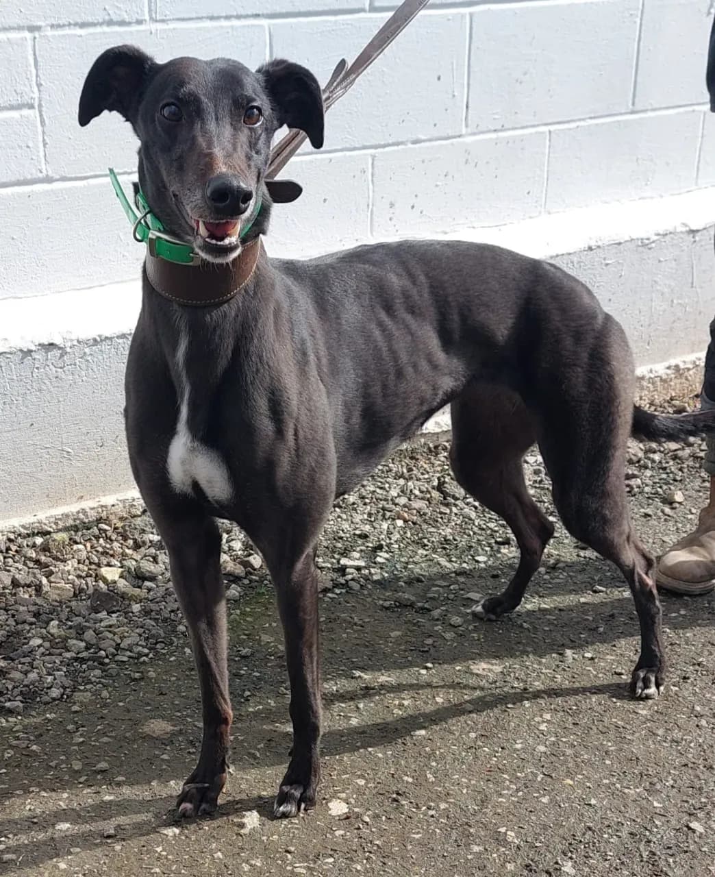 Racing champion greyhound NOELLES MILANO - DB Racing Syndicate runner at Nottingham Greyhound Stadium