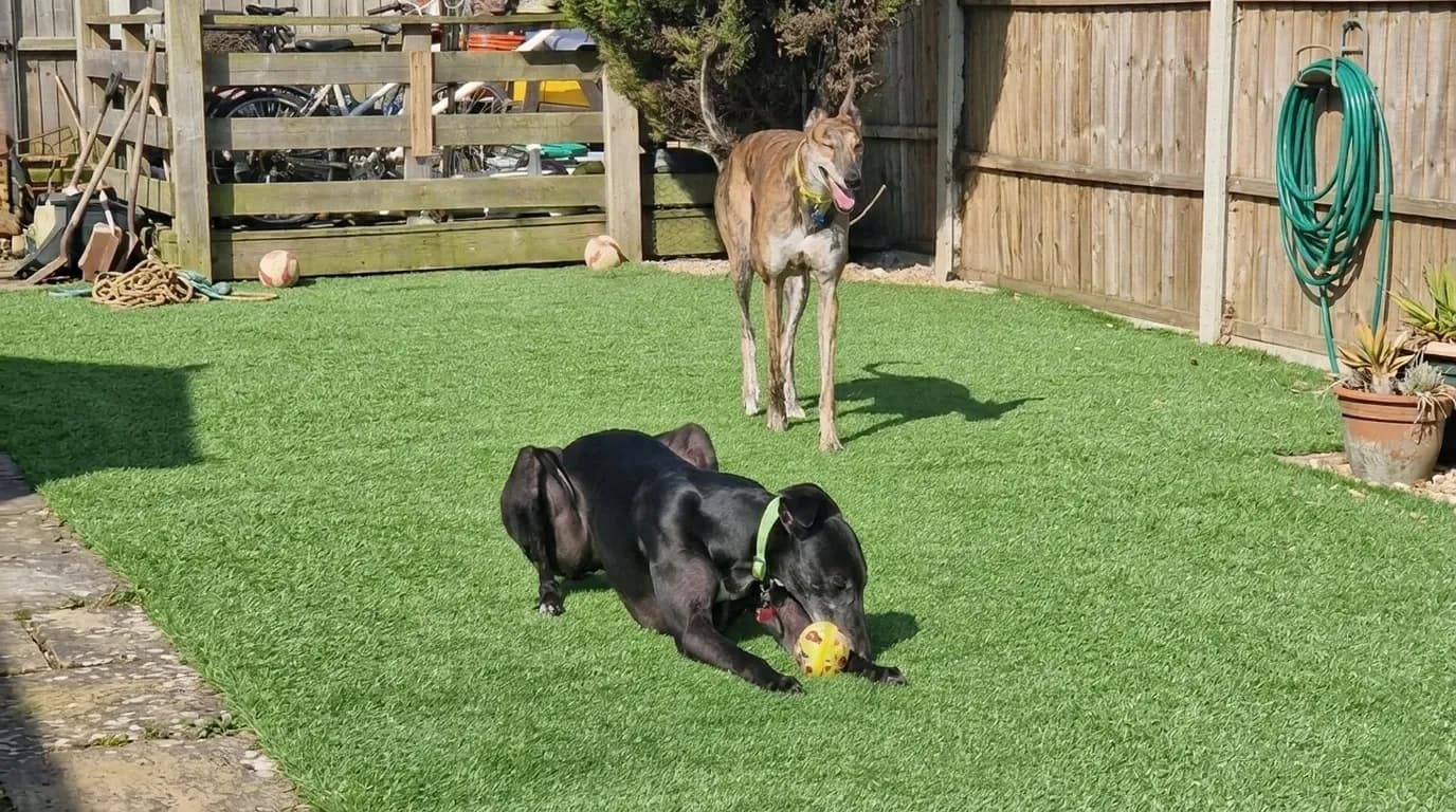 A majestic black racing greyhound looking healthy and content, reflecting the comprehensive welfare guarantee of the DB Racing Syndicate