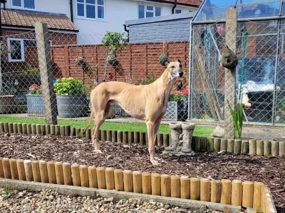 Racing champion greyhound RUSHMOOR RUSTY - DB Racing Syndicate runner at Nottingham Greyhound Stadium